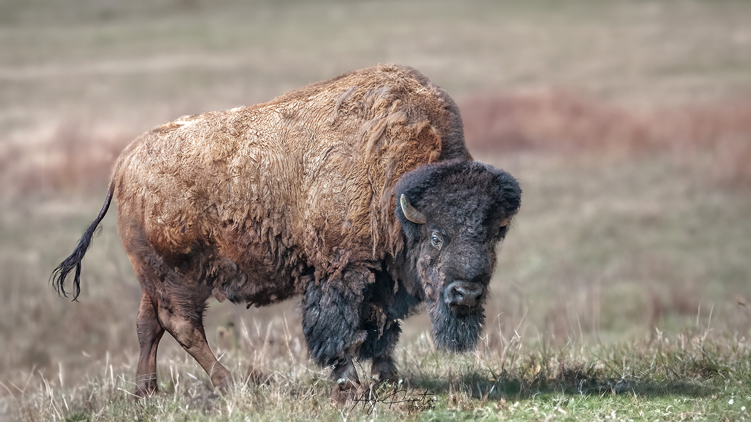 Wisent