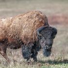 Wisent