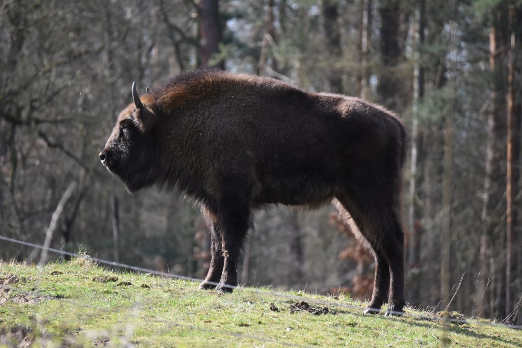 Wisent