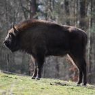 Wisent