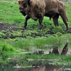 Wisent