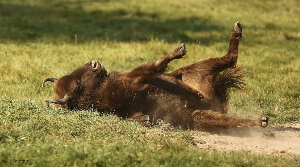 Wisent,