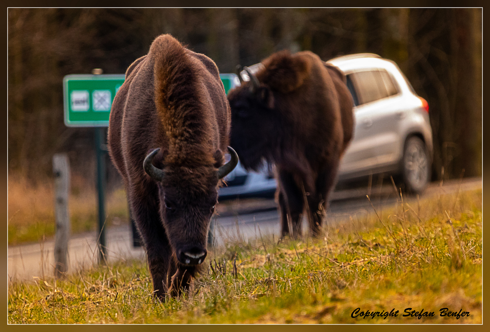 Wisent am Rothaarkamm