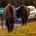 Wisent am Rothaarkamm