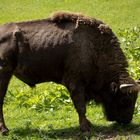 Wisent auf der Wiese fc