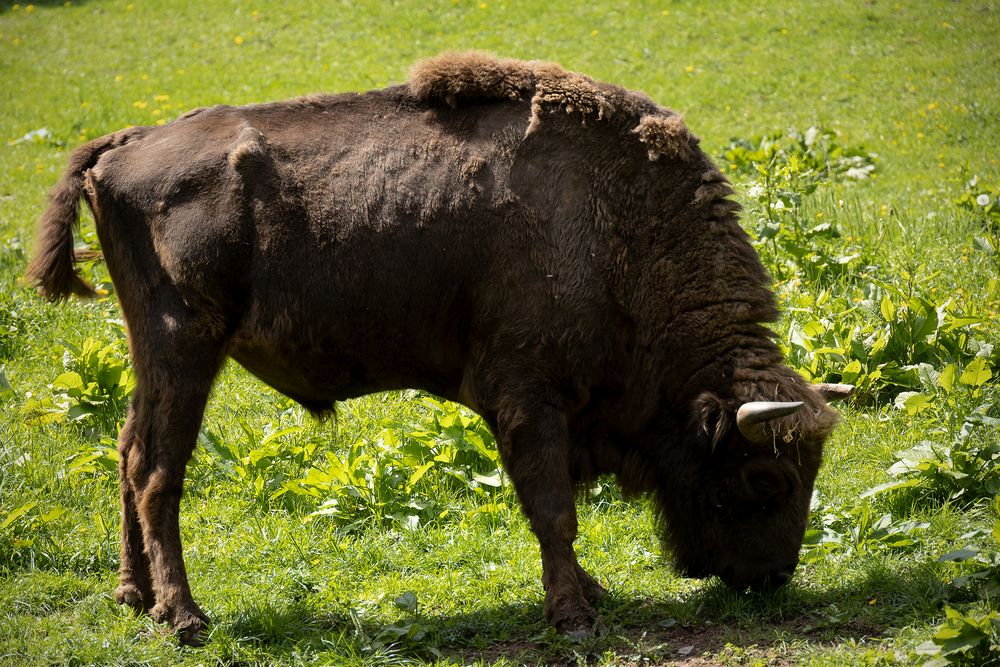 Wisent auf der Wiese fc