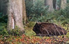 Wisent