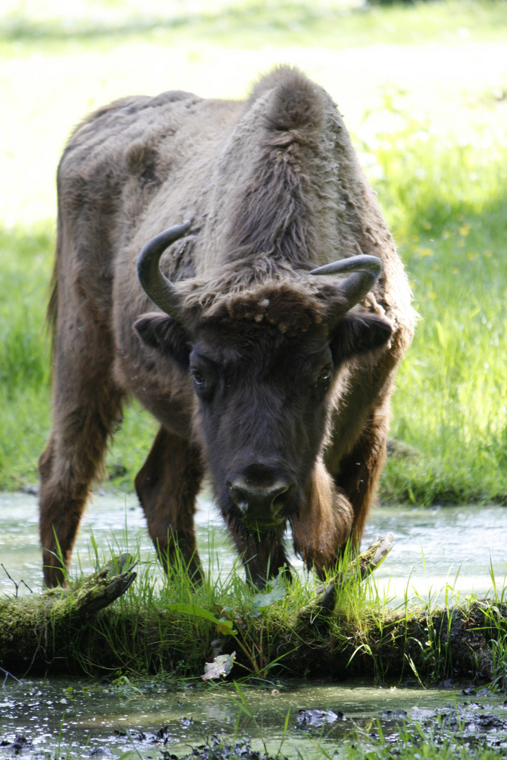 Wisent