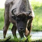 Wisent