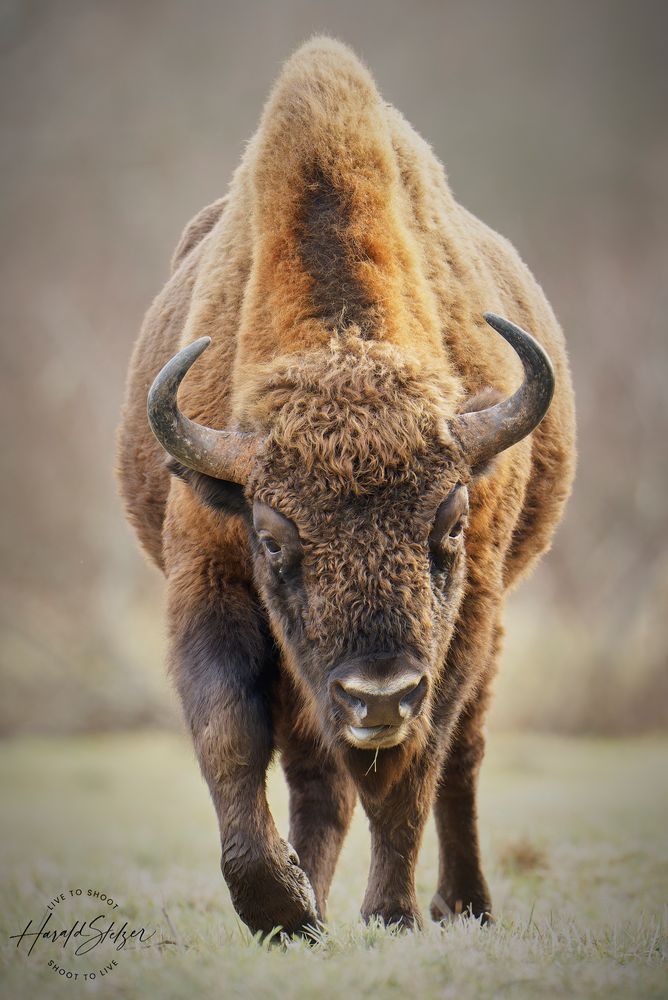 Wisent ... Foto & Bild | tiere, wildlife, säugetiere Bilder auf ...