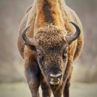 Wisent ... 