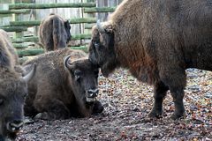 Wisent