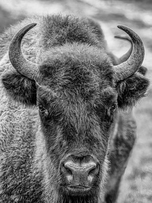 Wisent