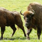 Wisent