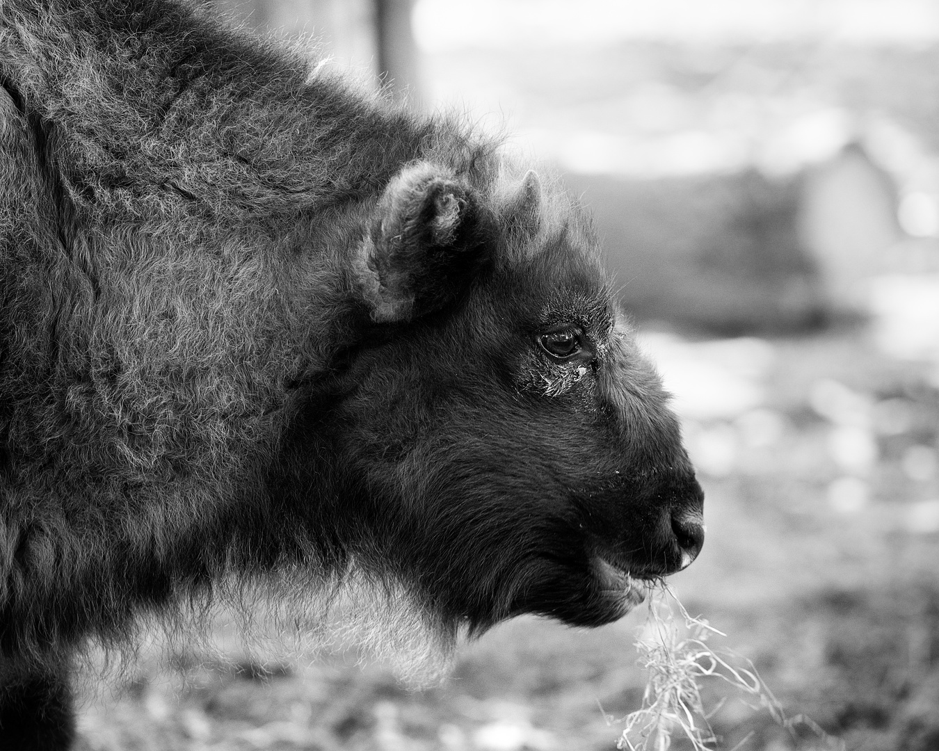 Wisent Baby