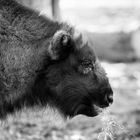 Wisent Baby