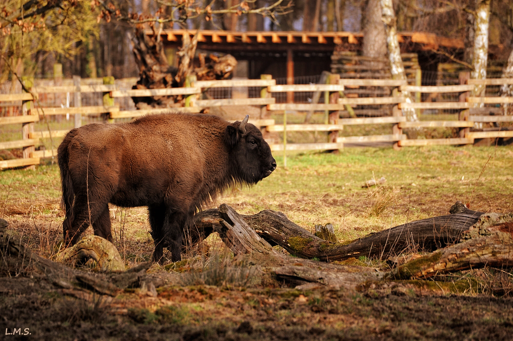 Wisent.