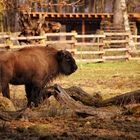 Wisent.