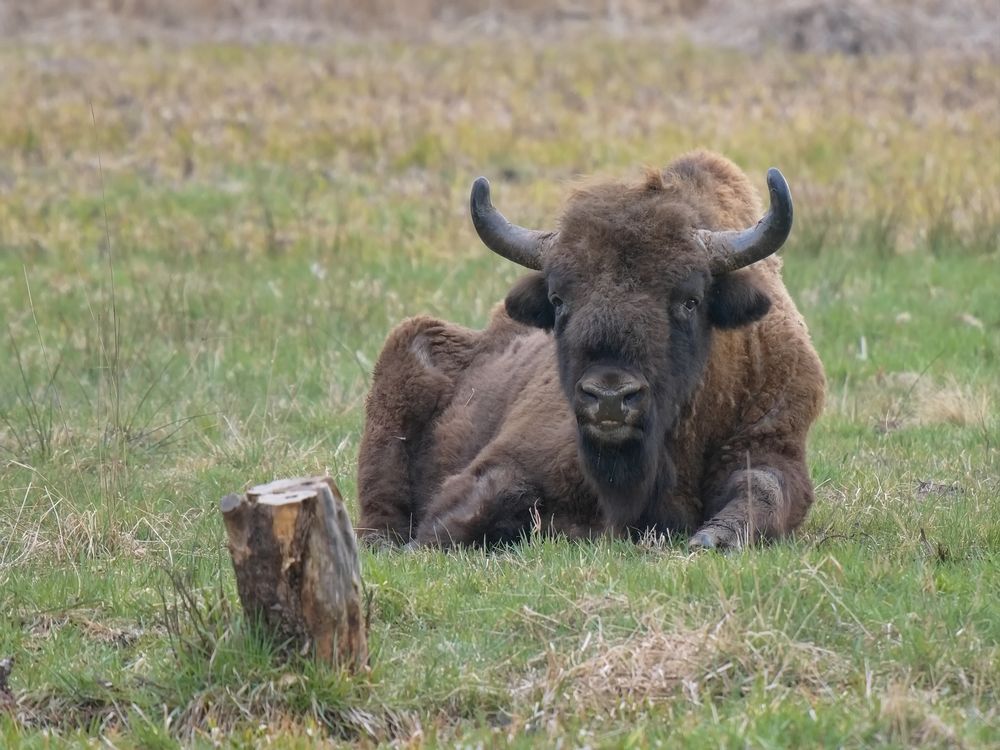 Wisent beim Chillen und Wiederkäuen