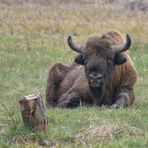 Wisent beim Chillen und Wiederkäuen