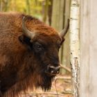 Wisent