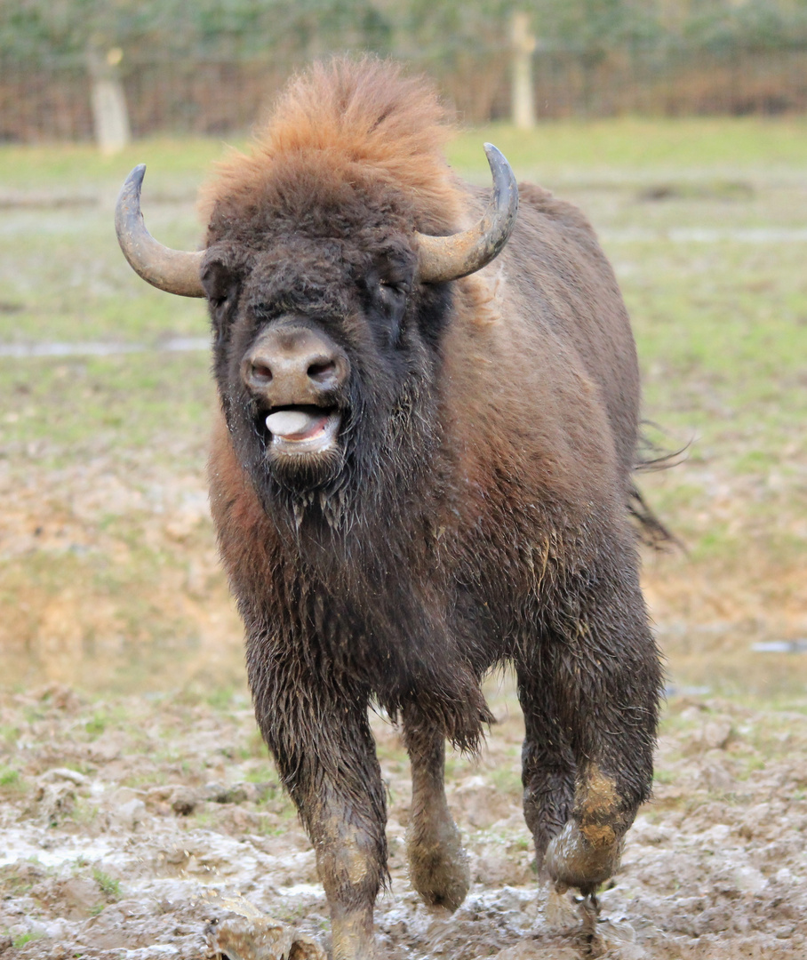 Wisent Biotopwildpark Anholter Schweiz