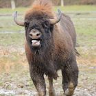 Wisent Biotopwildpark Anholter Schweiz