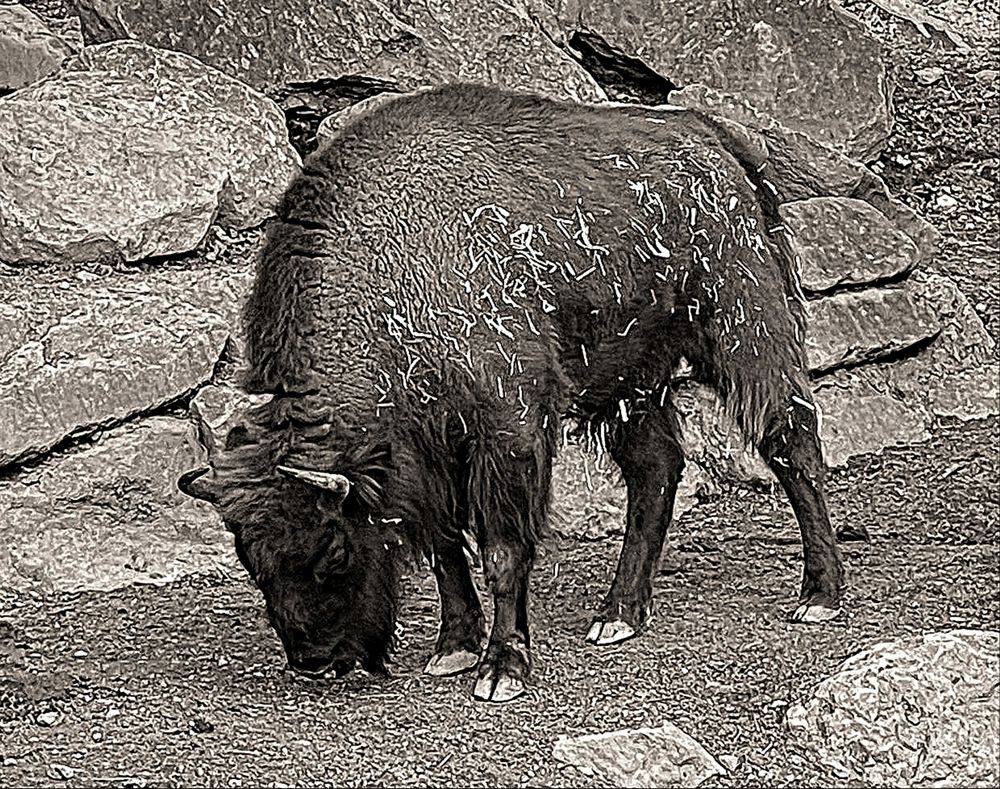 Wisent Bison bonasus