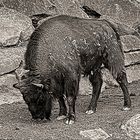 Wisent Bison bonasus