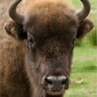 Wisent (Bison bonasus)