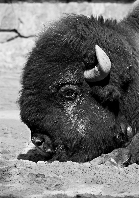 - Wisent (Bison bonasus) -