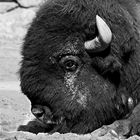 - Wisent (Bison bonasus) -