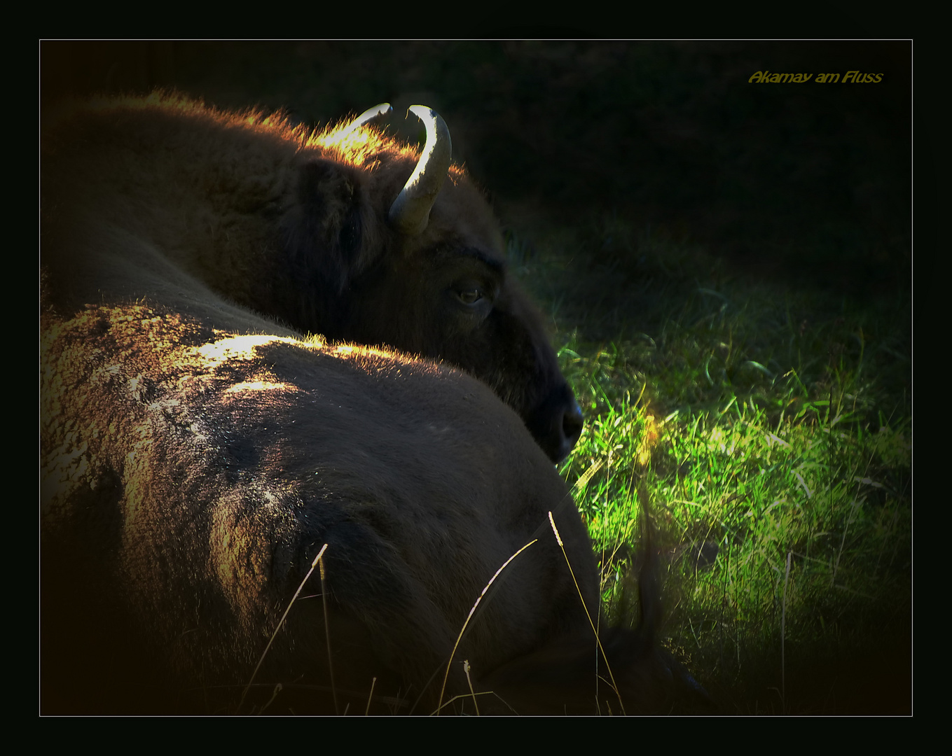 Wisent (Bison bonasus)