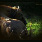 Wisent (Bison bonasus)