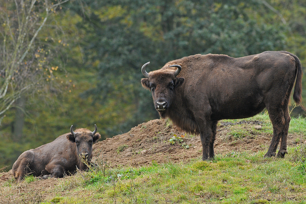 Wisent – Blicke