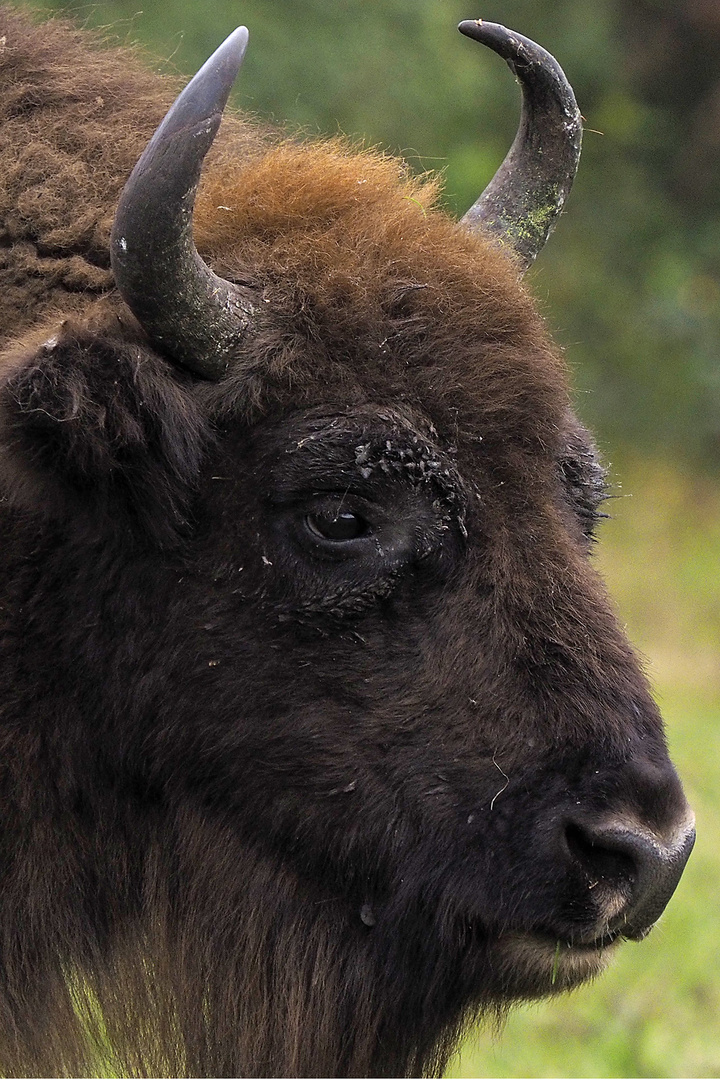 Wisent (Bos bonasus, Europäischer Bison) im Wildgehege Küstenheide bei Cuxhaven