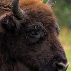 Wisent (Bos bonasus, Europäischer Bison) im Wildgehege Küstenheide bei Cuxhaven