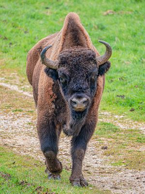 Wisent-Bulle