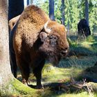 Wisent-Bulle am Rothaarsteig