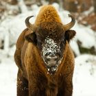 Wisent-Bulle - Bison bonasus