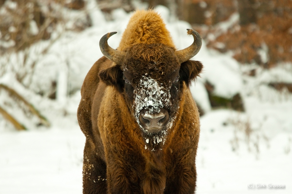 Wisent-Bulle - Bison bonasus