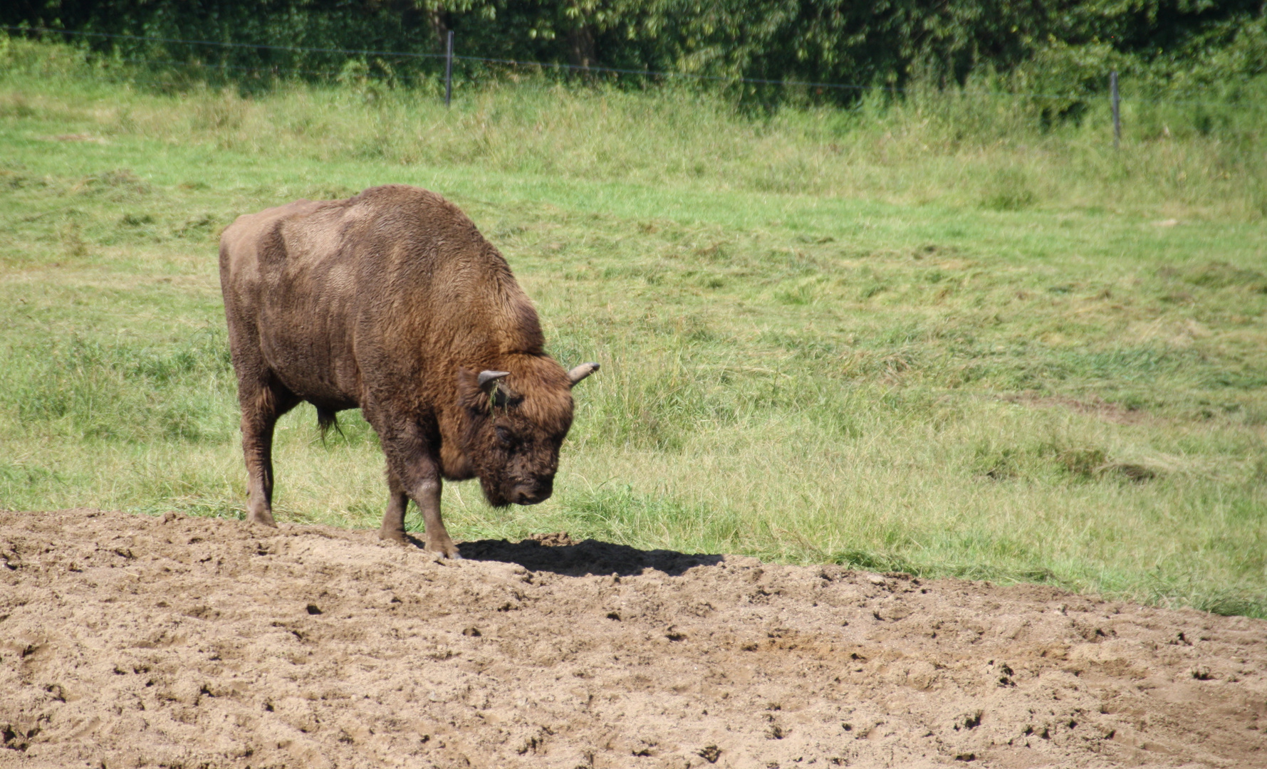 Wisent - Bulle