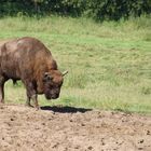 Wisent - Bulle
