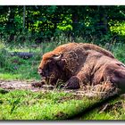 Wisent Bulle