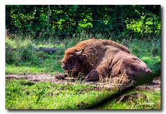 Wisent Bulle