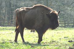 Wisent