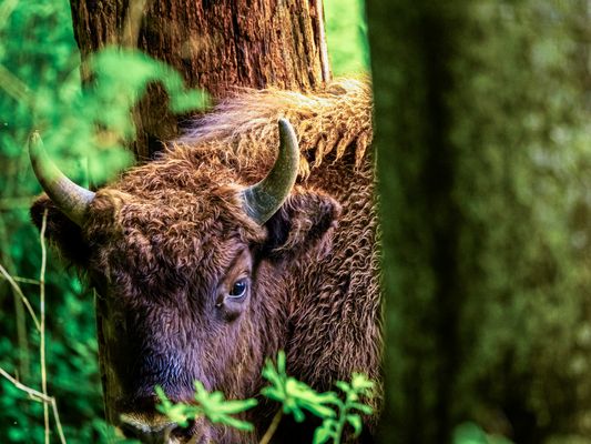Wisent