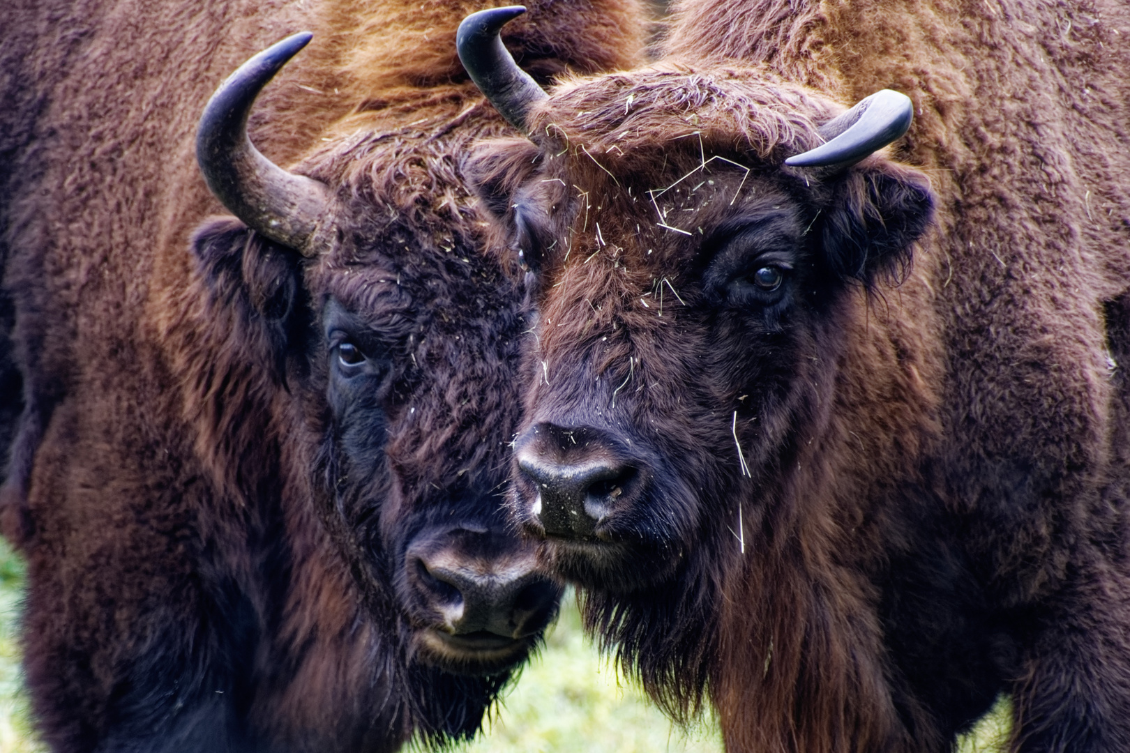 Wisent