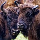 Wisent