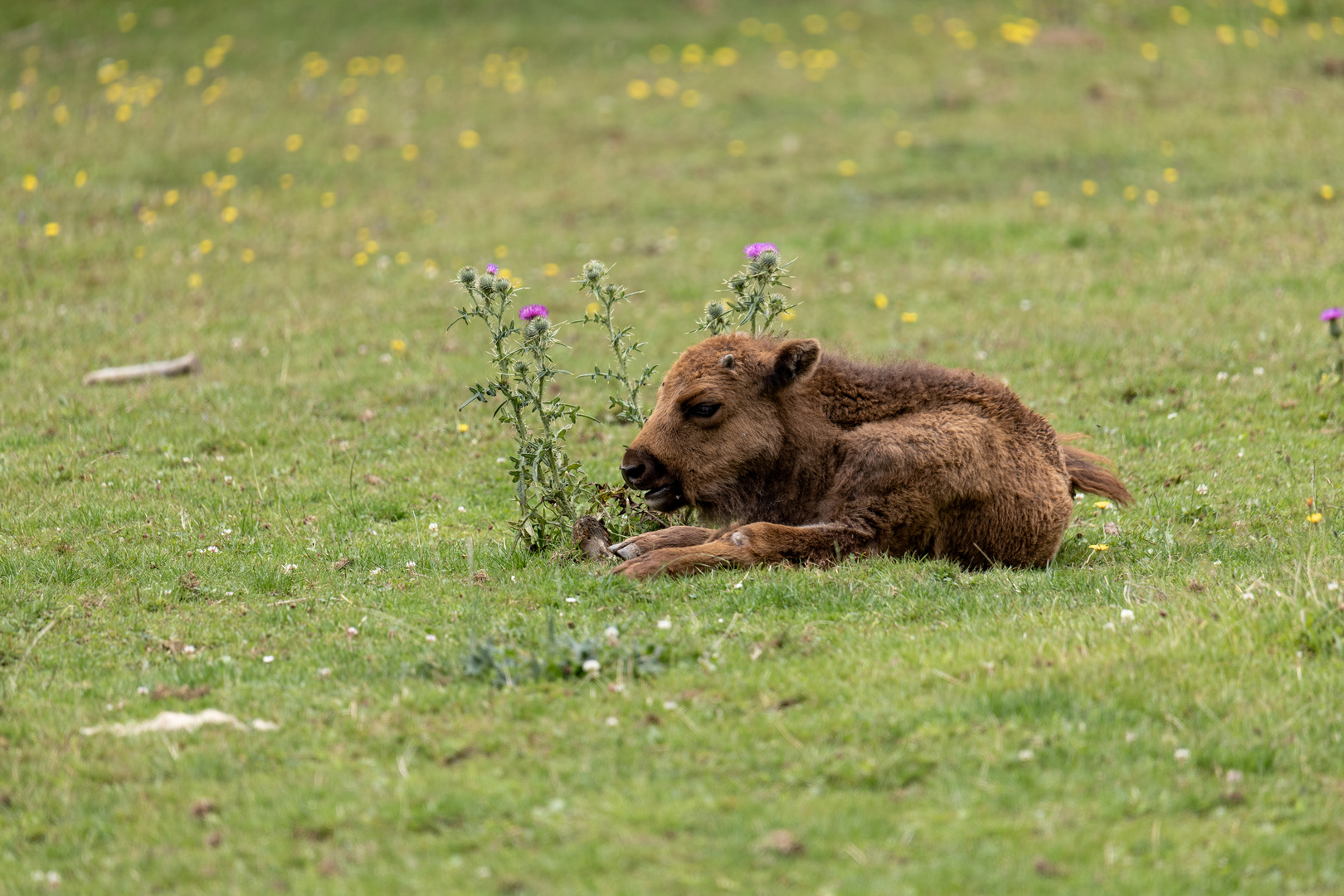 Wisent